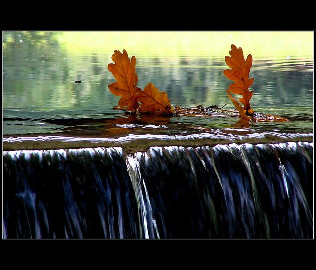 Listopadové plachetnice