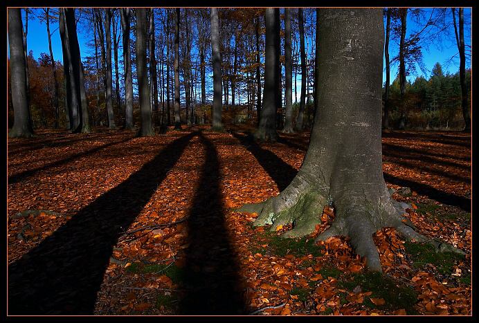 ...když se v lese stmívá..