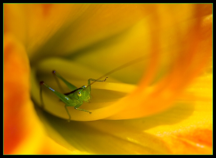 \"Canon 100/2,8 makro***