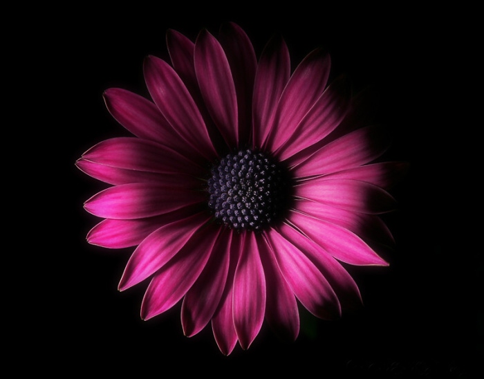 ***byla jedna kytička...