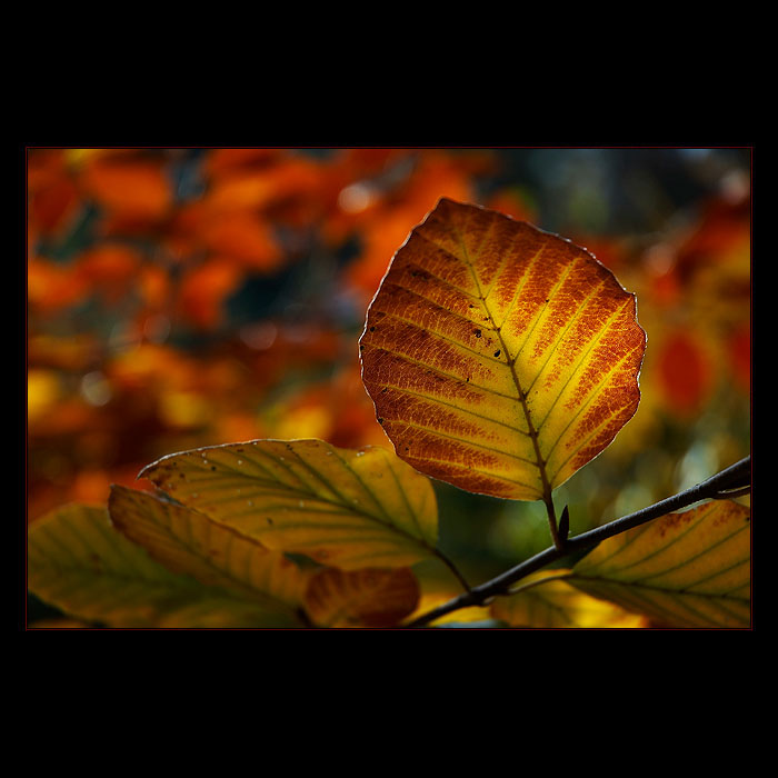 barvy co už jsou pryč :(