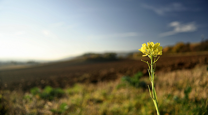 Jsem poslední podzimní kvítek