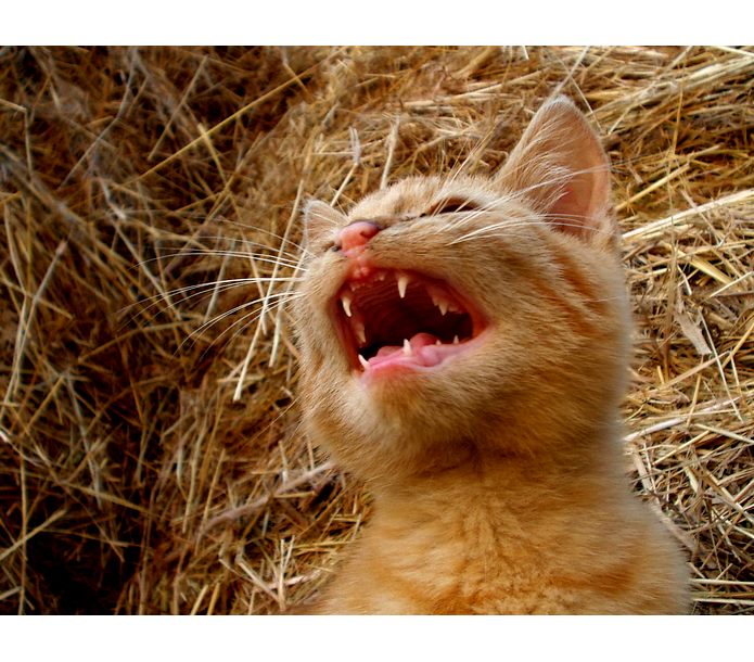 KOČKODLÁÁÁÁÁÁÁÁÁÁÁK