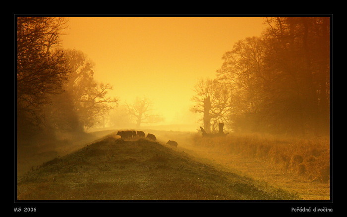 Pořádná divočina :)