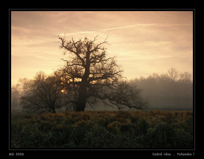 Dobré ráno .. Pohansko!