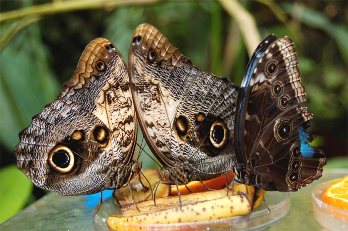 krmení dravé zvěře