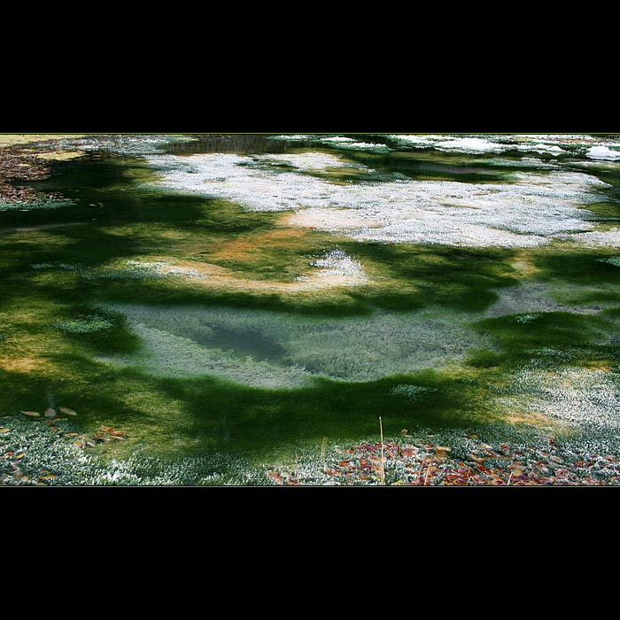 Tundra