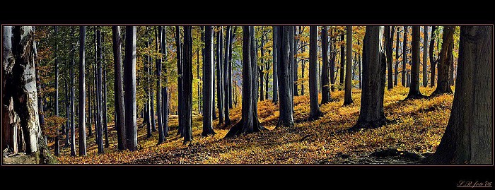 -- v oboře --