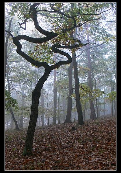 Křivule