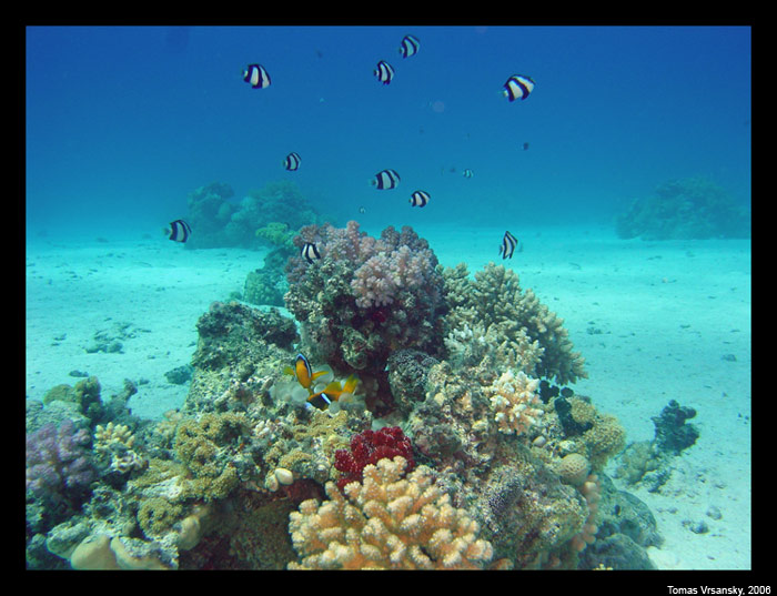 Nemo sa nasiel...:o)