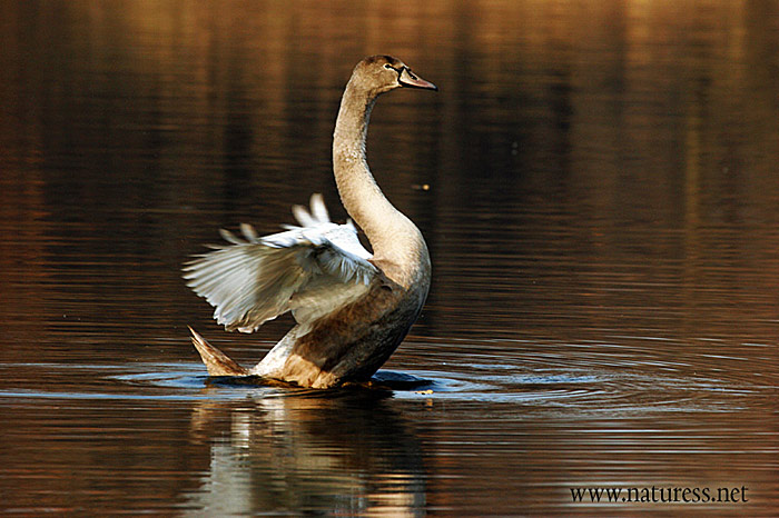 Labuť velká - Cygnus olor