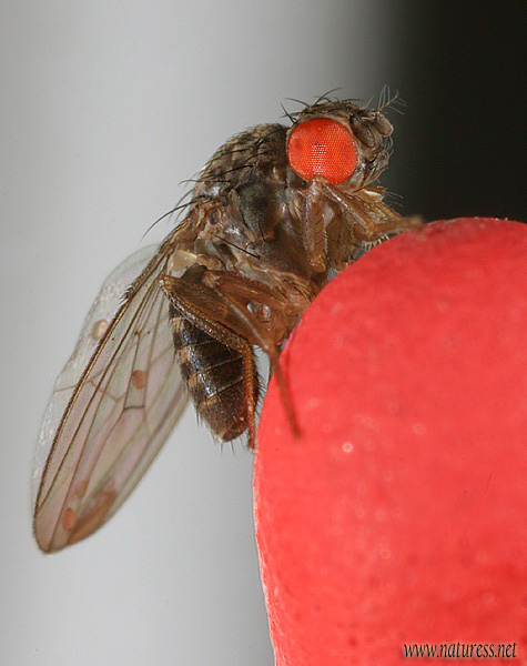 OCTOMILKA OBECNÁ (Drosophila melanogaster)