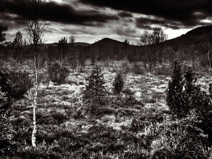 U Chalupské slatě (Šumava)