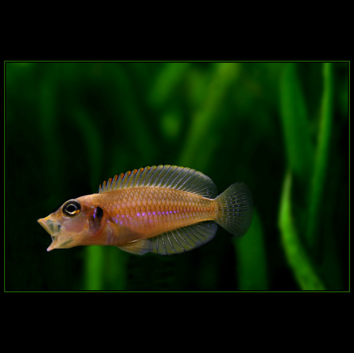 Neolamprologus ocelatus gold