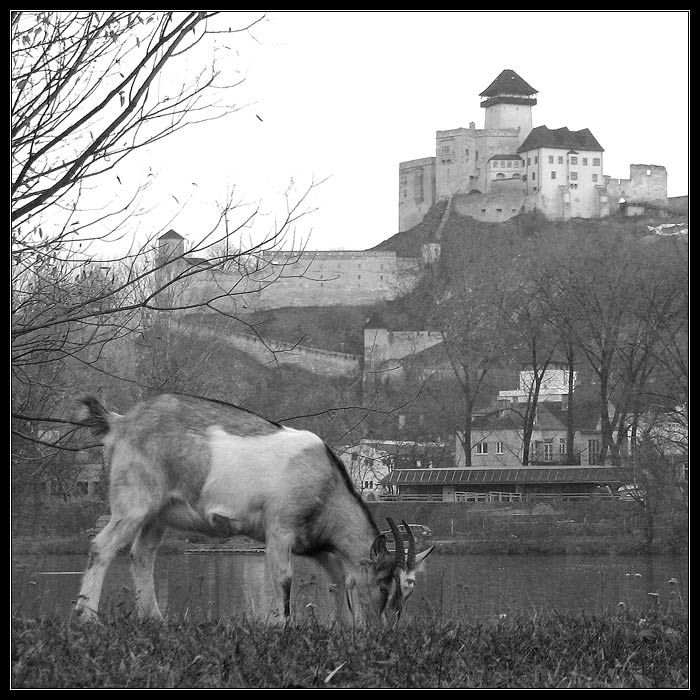 Koza Trenčianská