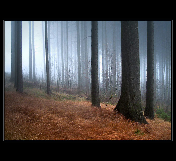 V rezavém kožíšku