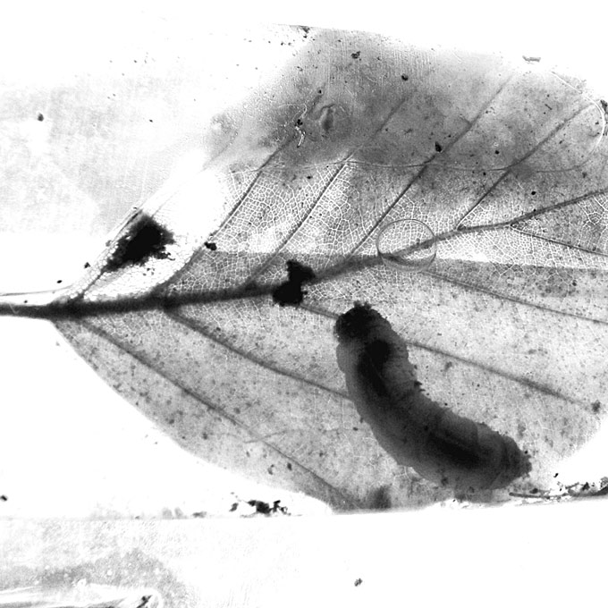 podzim II