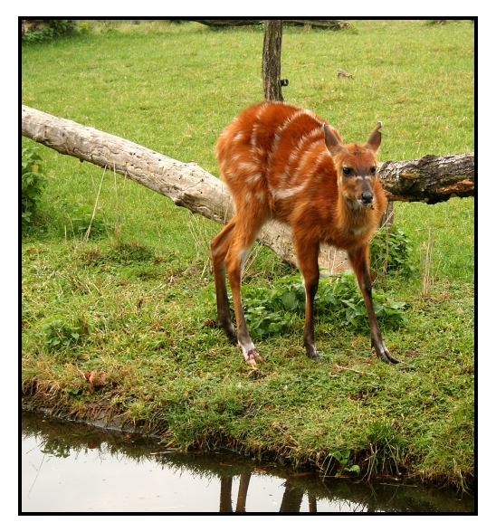 mládě
