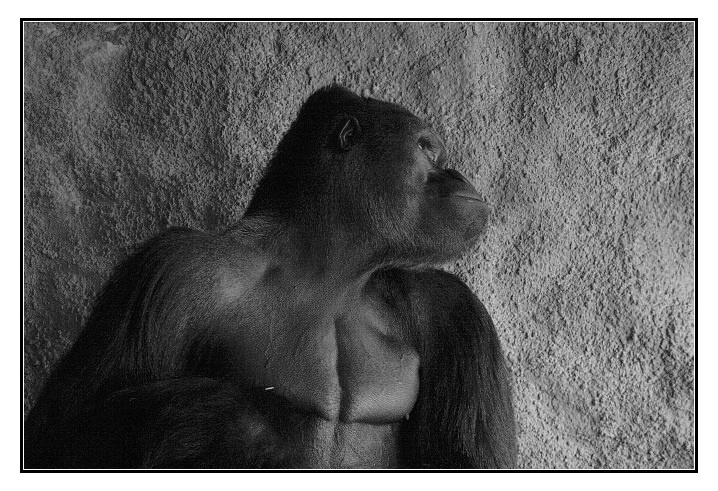 Kambo...hoď mi  něco na zub