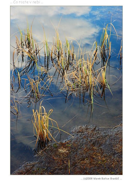 ... Co roste v nebi ...