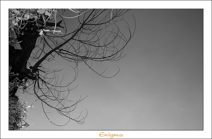 ***ENIGMA***