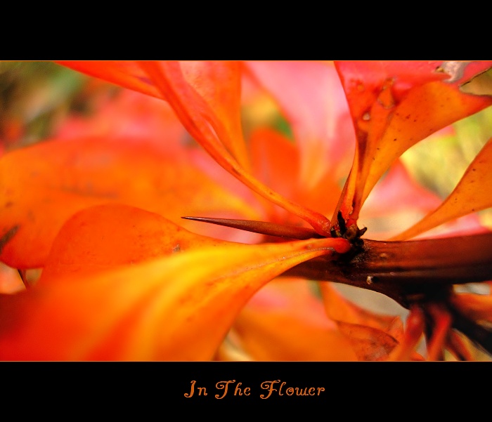 In the flower