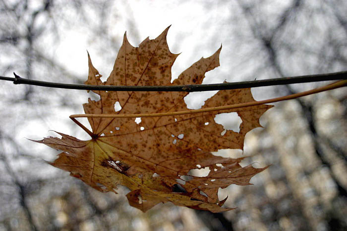 Poslední dopis od kanadské sestřenky