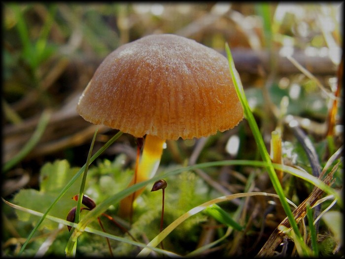 houbička