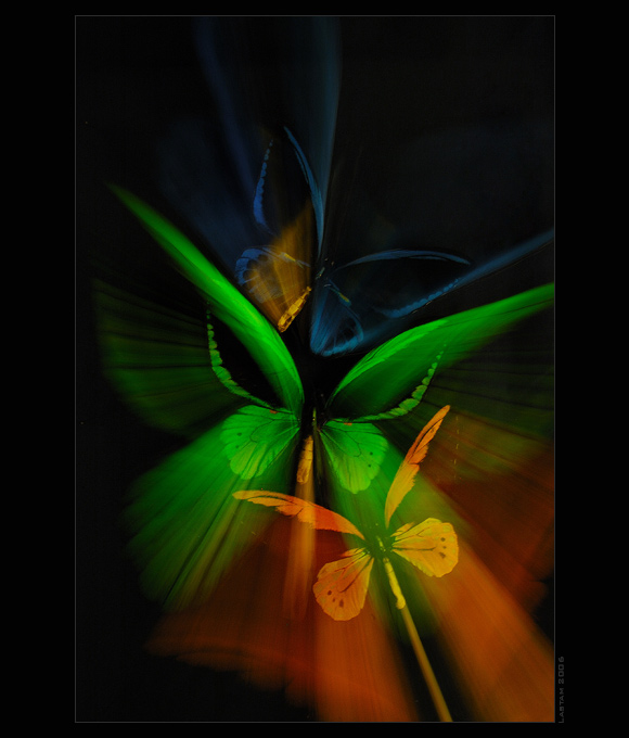 Birdwing Butterflies