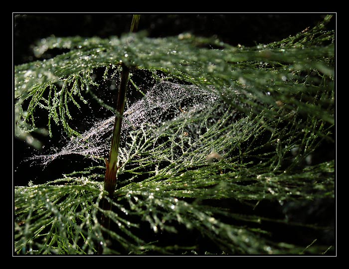 galaxie v mezipatře