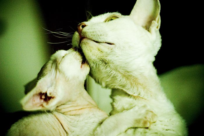 devon rex