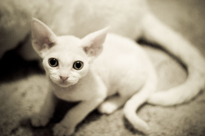 devon rex