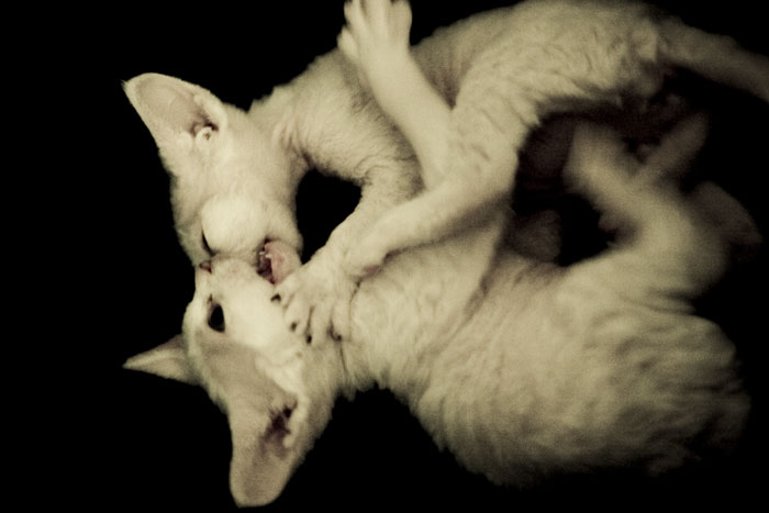 naše milá zvířena - devon rex