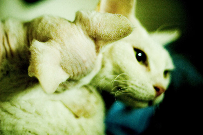 devon rex