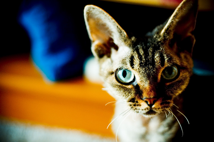 Dakota - devon rex