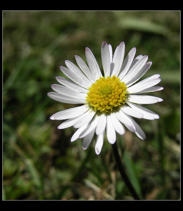 slečna Sedmikráska