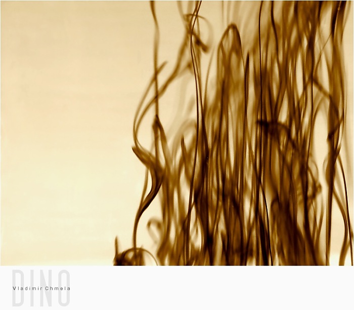 Seaweed
