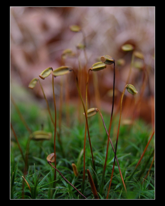 Strážci v mechu...