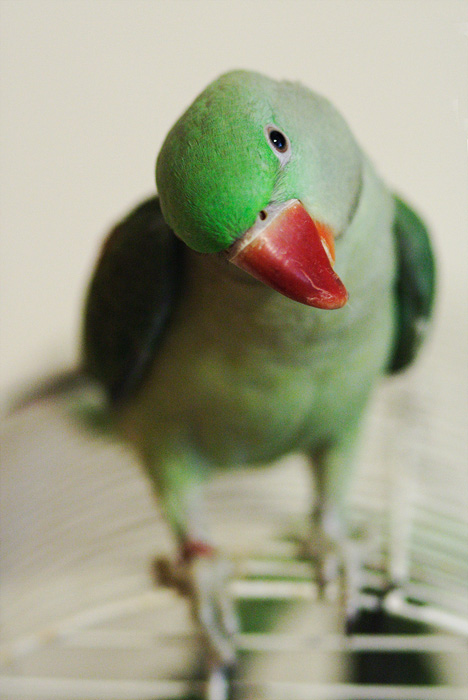 Fero