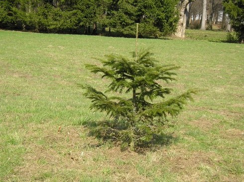 Smrček