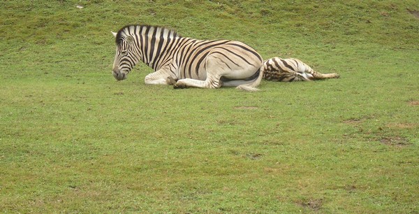 Odpolední siesta