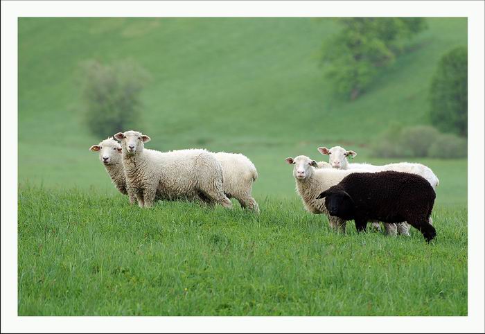 sheep