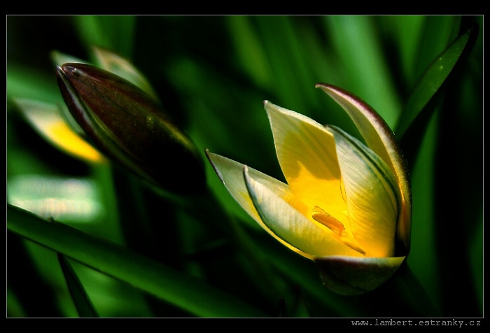 Tulipán