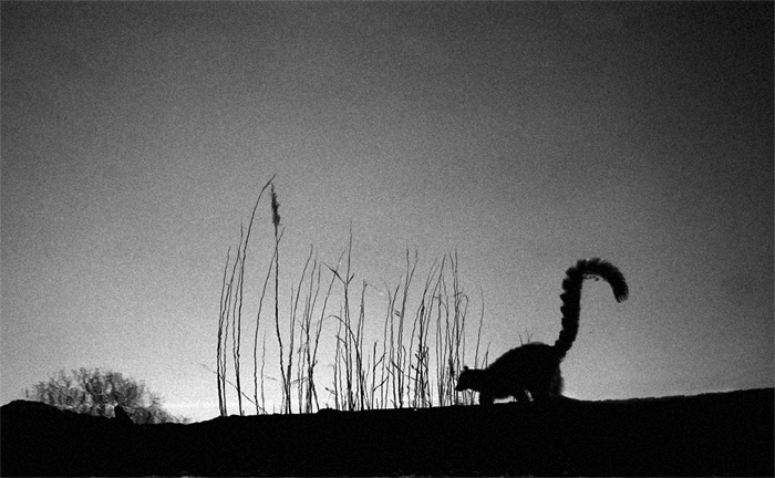 lemur