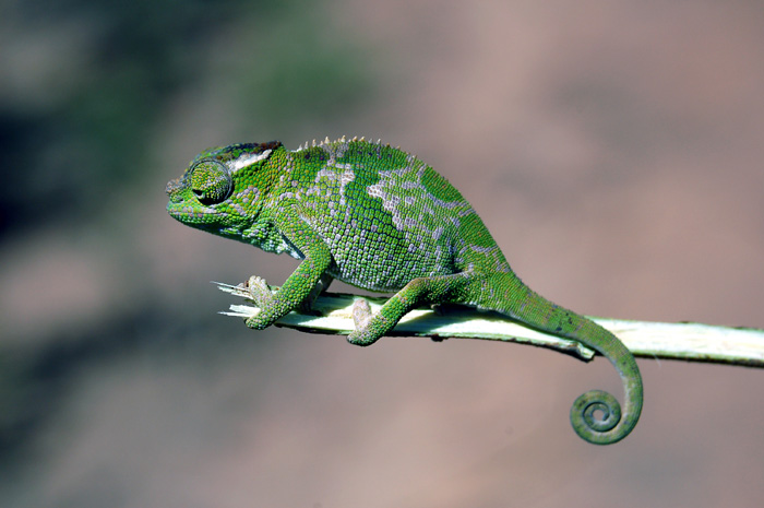 chameleon