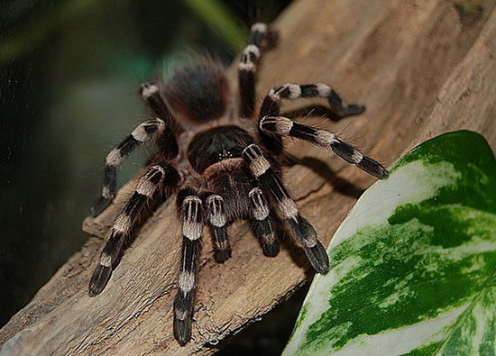 Accanthoscuria geniculata
