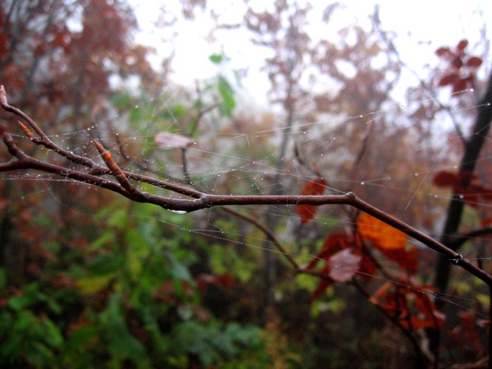 pavučinka trochu jinak