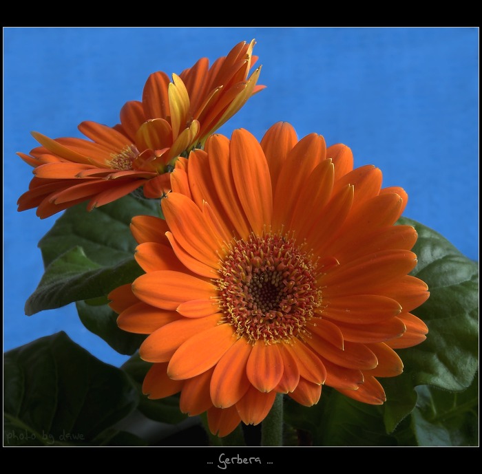 gerbera
