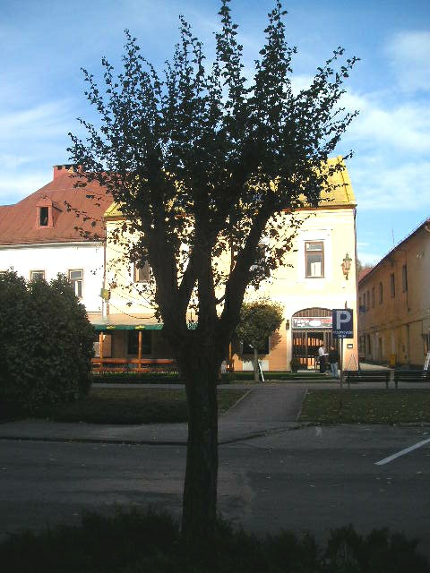 Strom na námestí