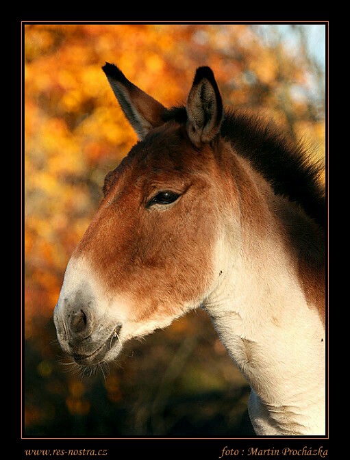 Kiang
